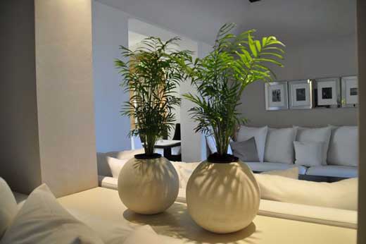 室內花卉裝飾 室內花卉裝飾